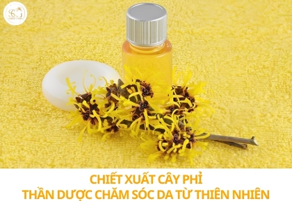 Chiết xuất cây phỉ: Thần dược giúp se khít lỗ chân lông và làm dịu da từ thiên nhiên