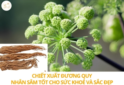 Chiết xuất đương quy: Nhân sâm của phụ nữ cho sức khỏe và sắc đẹp toàn diện