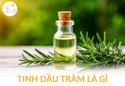 Tinh dầu tràm trà: Tác dụng và cách sử dụng hiệu quả trong chăm sóc da