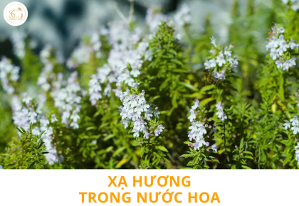 Xạ hương là gì? Những điều bí ẩn trong thế giới nước hoa