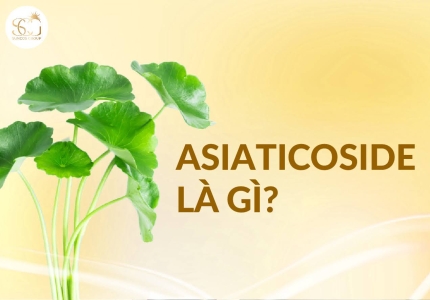 Asiaticoside là gì? Tác dụng của Asiaticoside trong mỹ phẩm