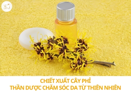 Chiết xuất cây phỉ: Thần dược giúp se khít lỗ chân lông và làm dịu da từ thiên nhiên