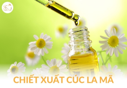 Chiết xuất cúc La Mã “Thần dược” làm dịu da tự nhiên trong mỹ phẩm hiện đại