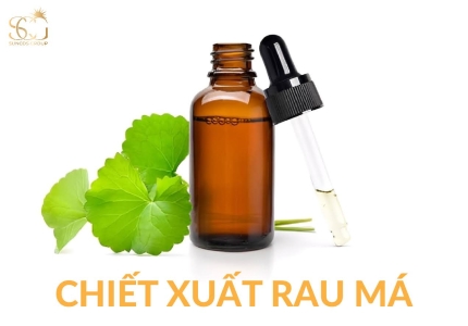 Chiết Xuất Rau Má “Thần Dược Xanh” Nuôi Dưỡng Làn Da Khỏe Đẹp Từ Thiên Nhiên