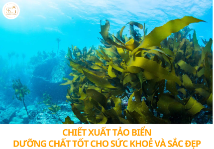 Chiết xuất tảo biển: Kho báu dưỡng chất từ đại dương cho sức khỏe và sắc đẹp 