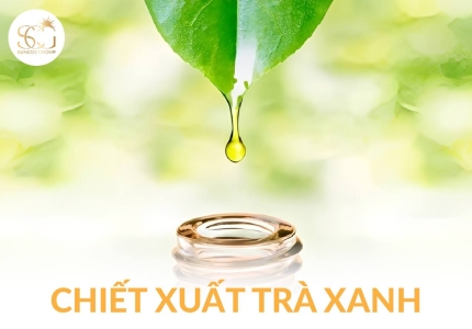 Chiết xuất trà xanh “Bí mật vàng” trong mỹ phẩm giúp da khỏe và sáng mịn