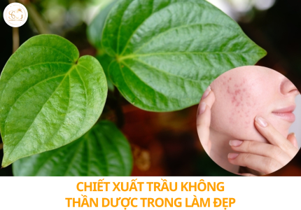 Chiết xuất trầu không: Thần dược thiên nhiên cho sức khỏe và làm đẹp 