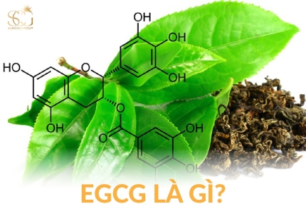 EGCG là gì? Công dụng của EGCG trong trà xanh và ứng dụng trong mỹ phẩm