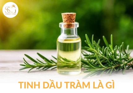 Tinh dầu tràm trà: Tác dụng và cách sử dụng hiệu quả trong chăm sóc da