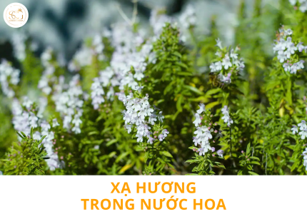 Xạ hương là gì? Những điều bí ẩn trong thế giới nước hoa