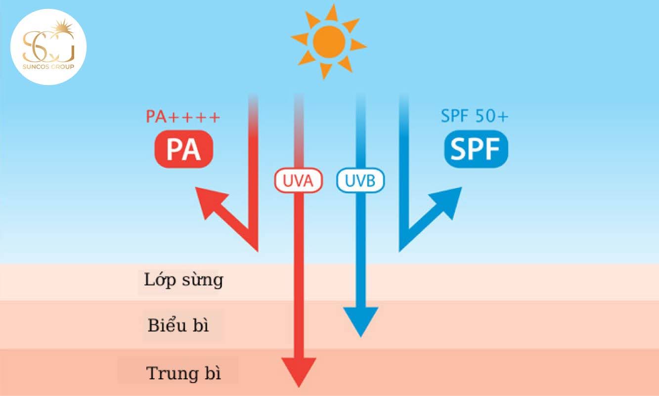 chỉ số spf và pa