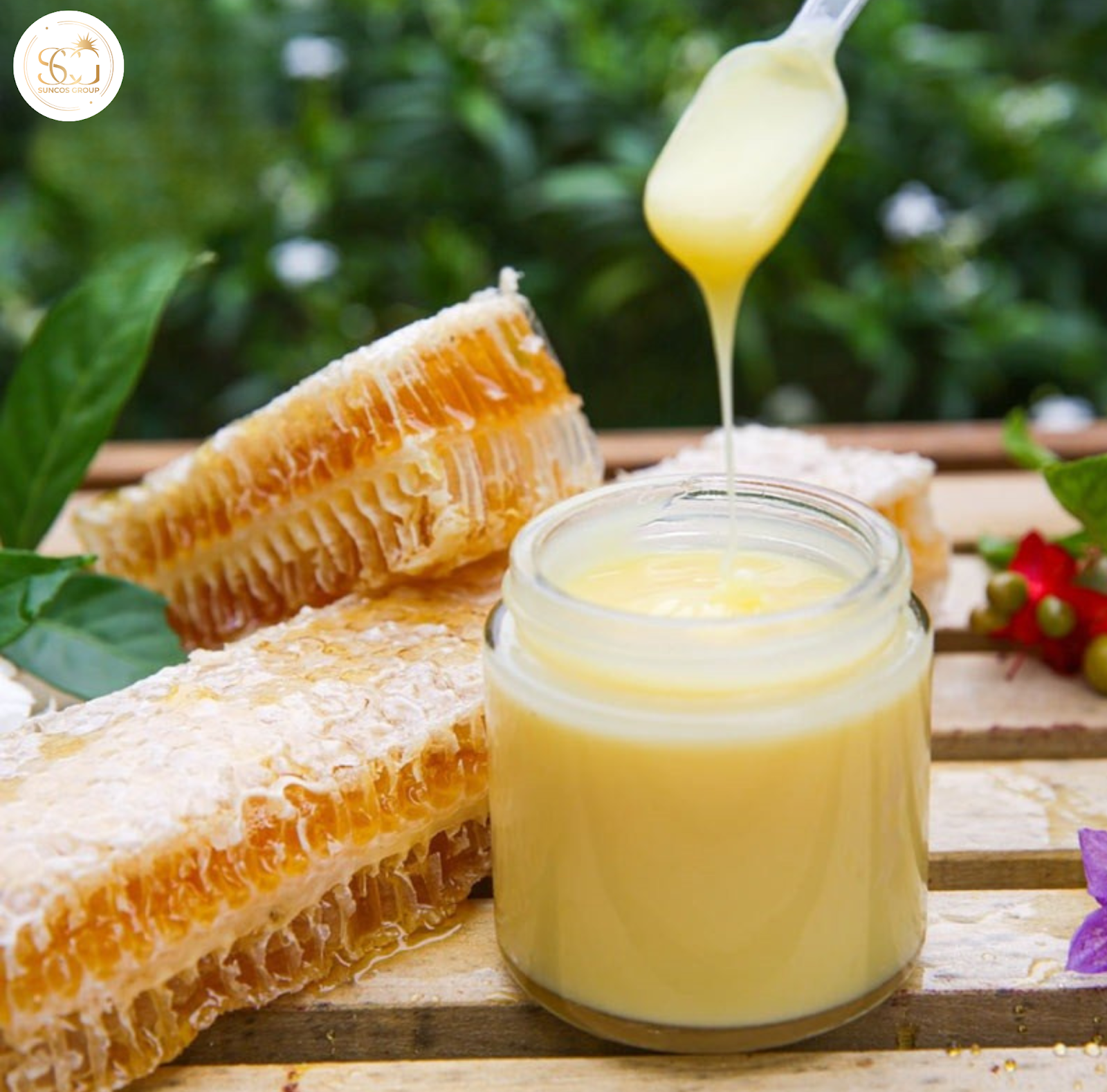 chiết xuất sữa ong chúa là gì