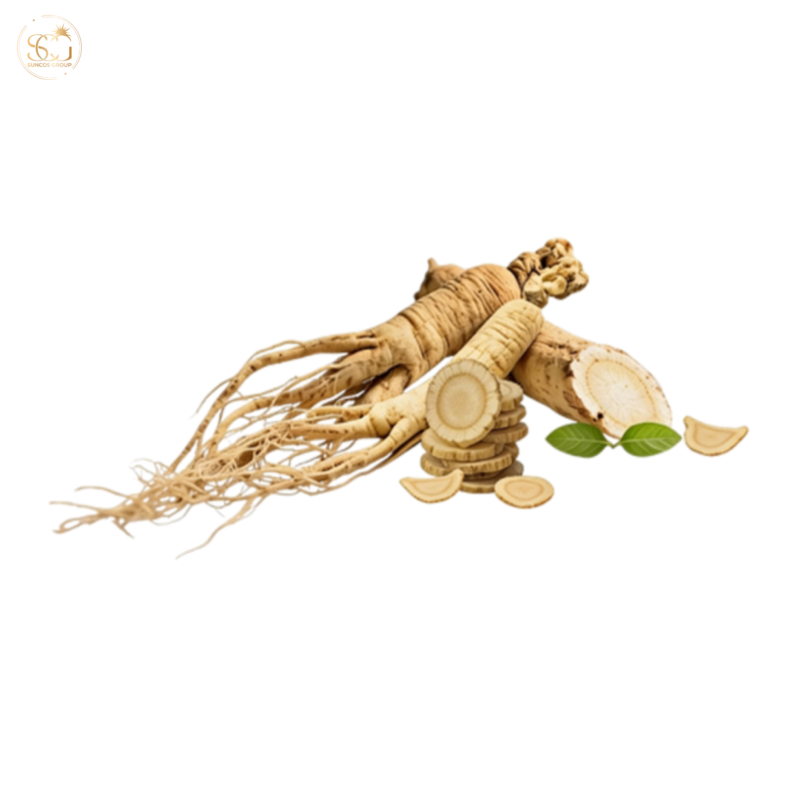 chiết xuất đương quy là gì