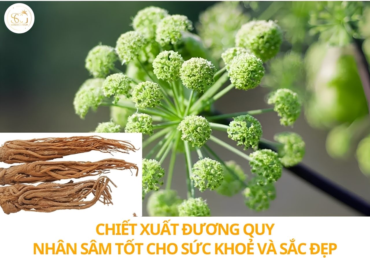 chiết xuất đương quy