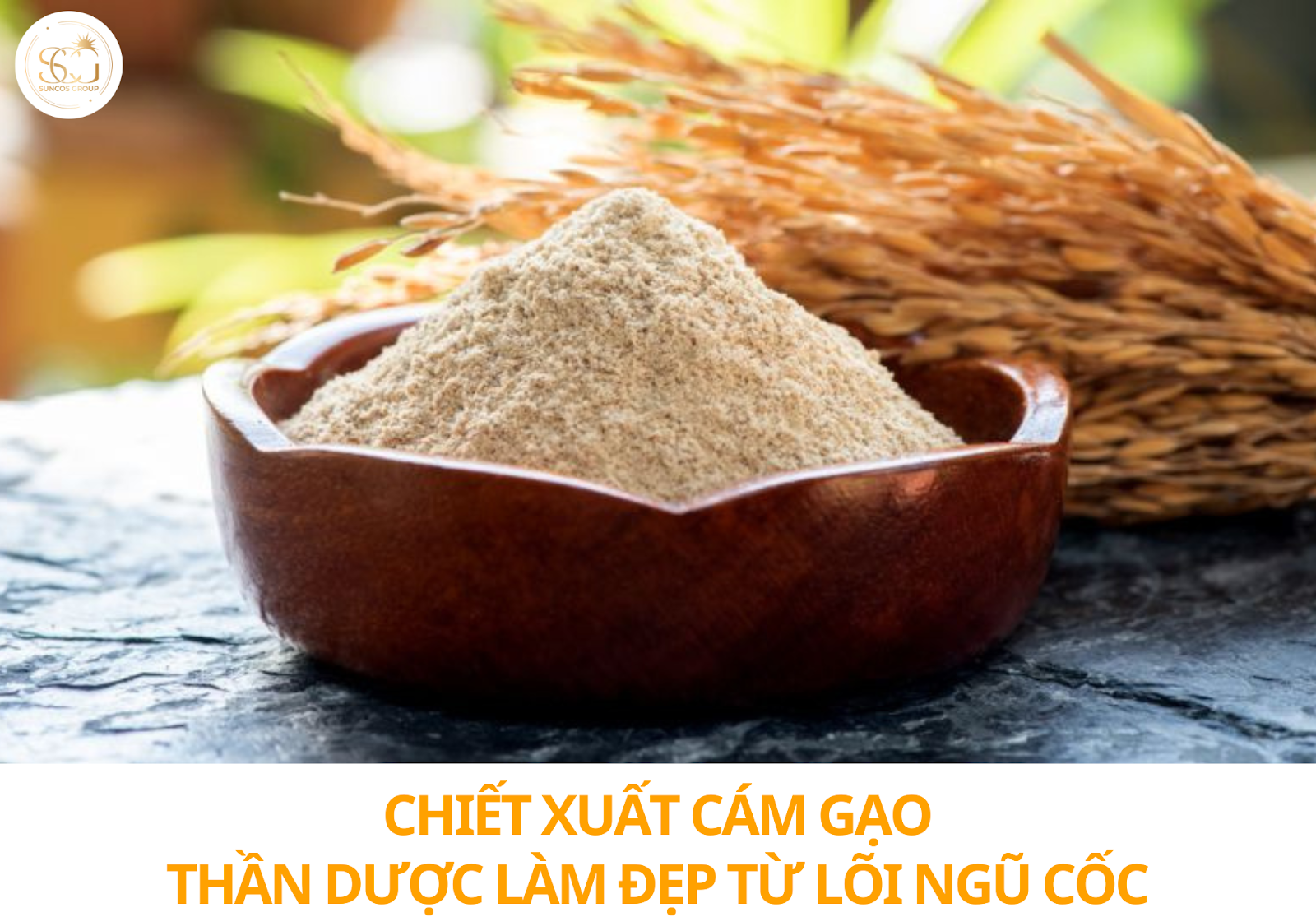 chiết xuất cám gạo