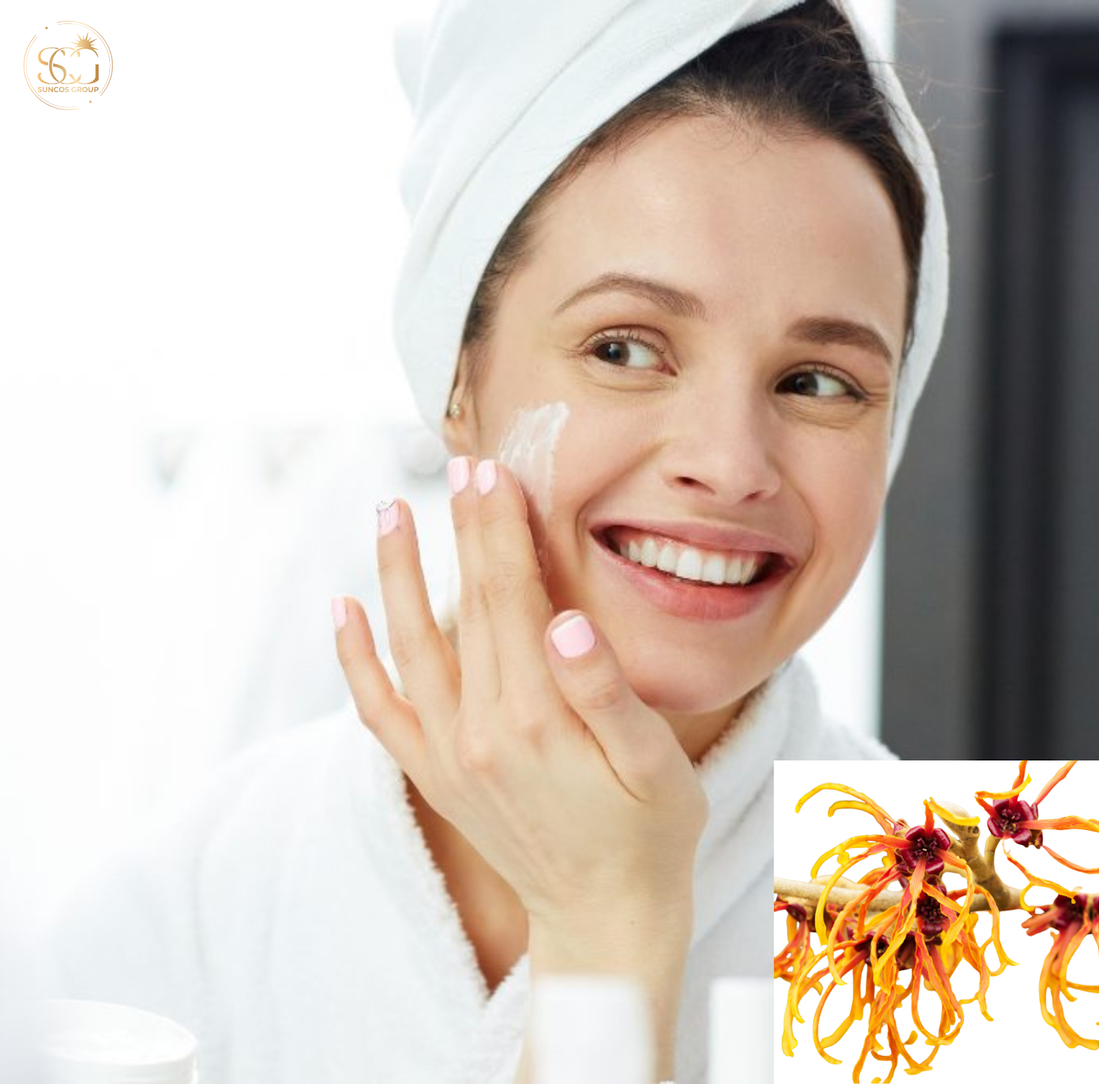 cách sử dụng chiết xuất cây phỉ