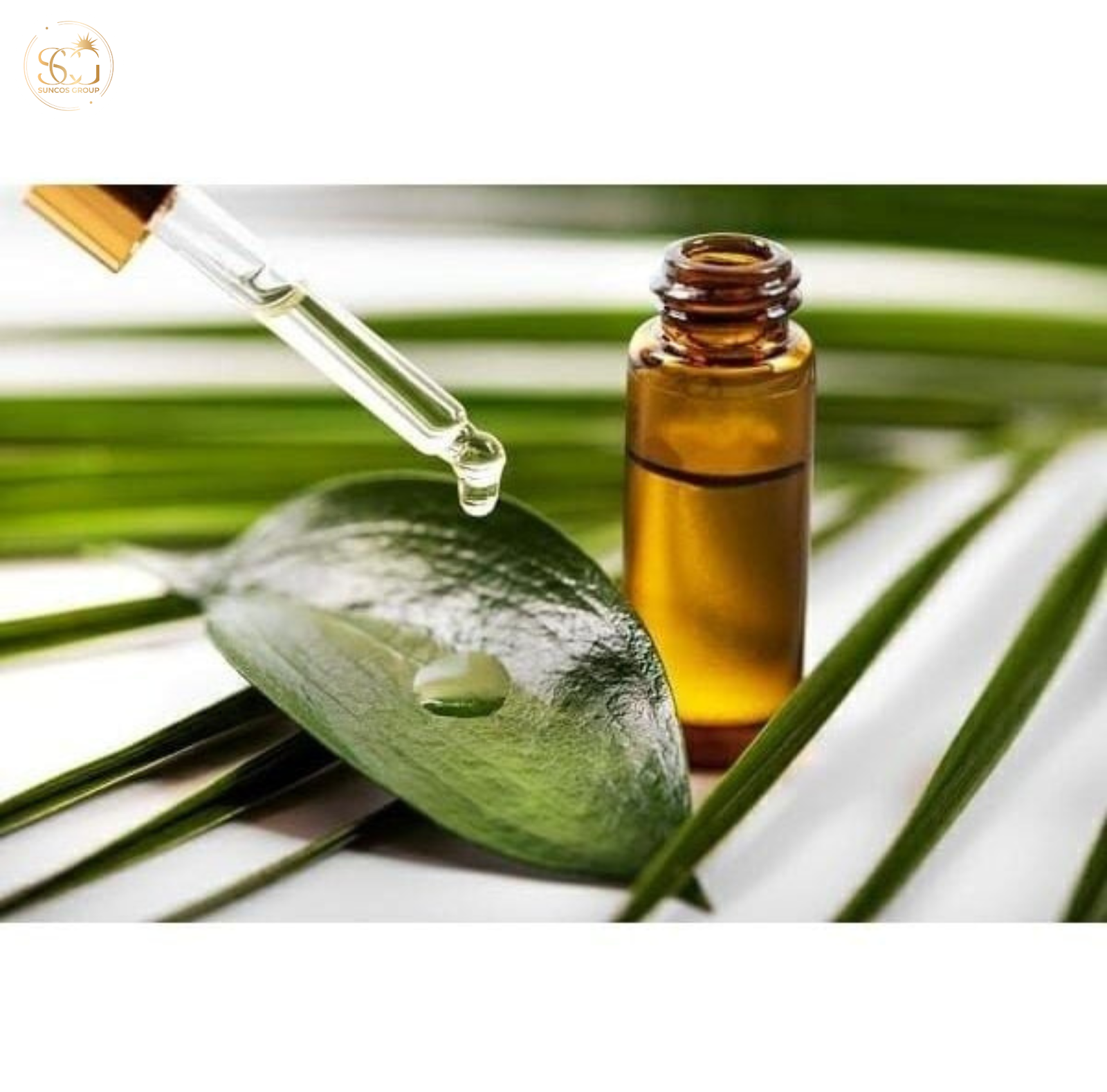 cách sử dụng chiết xuất trầu không