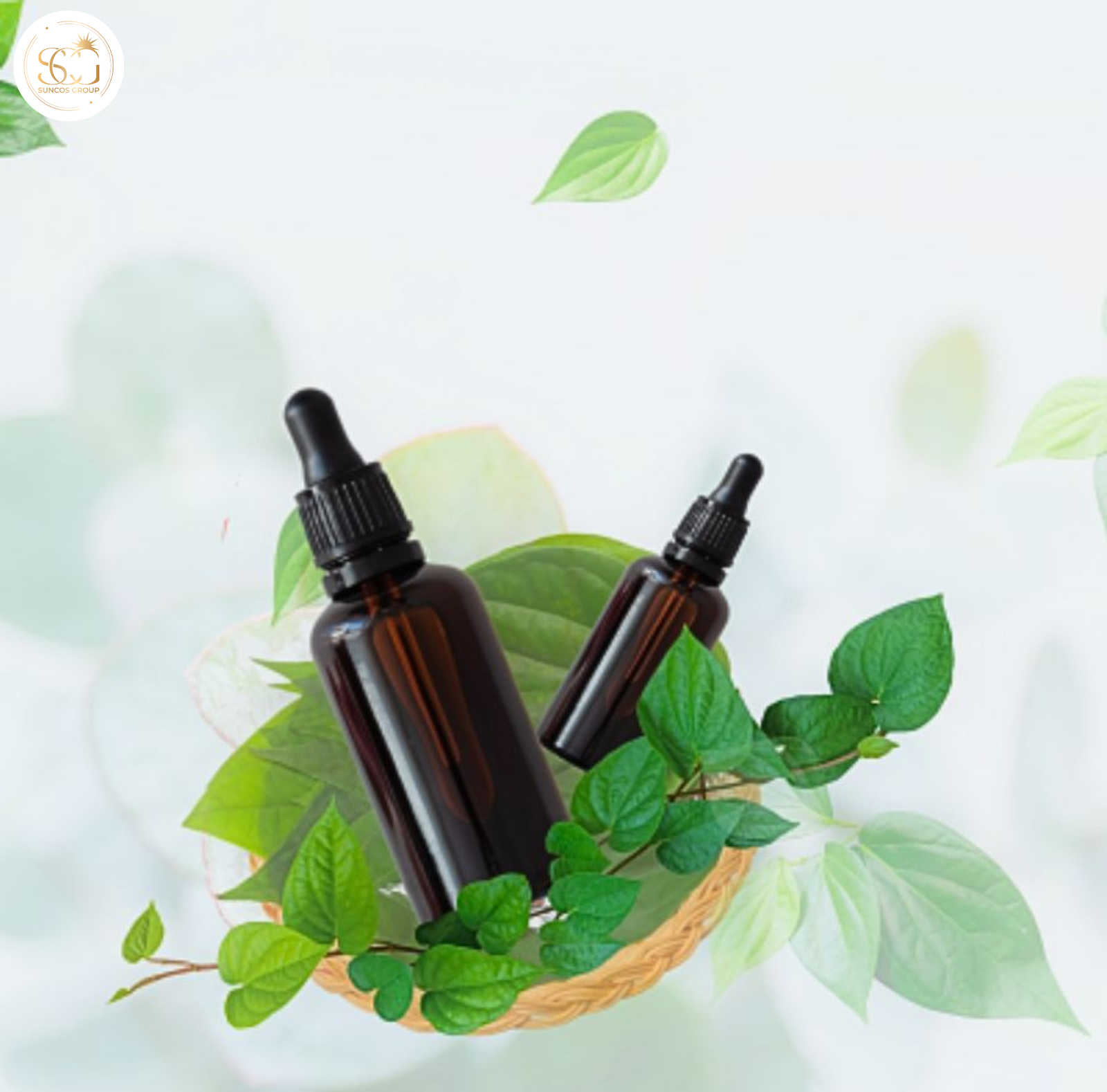 chiết xuất trầu không là gì