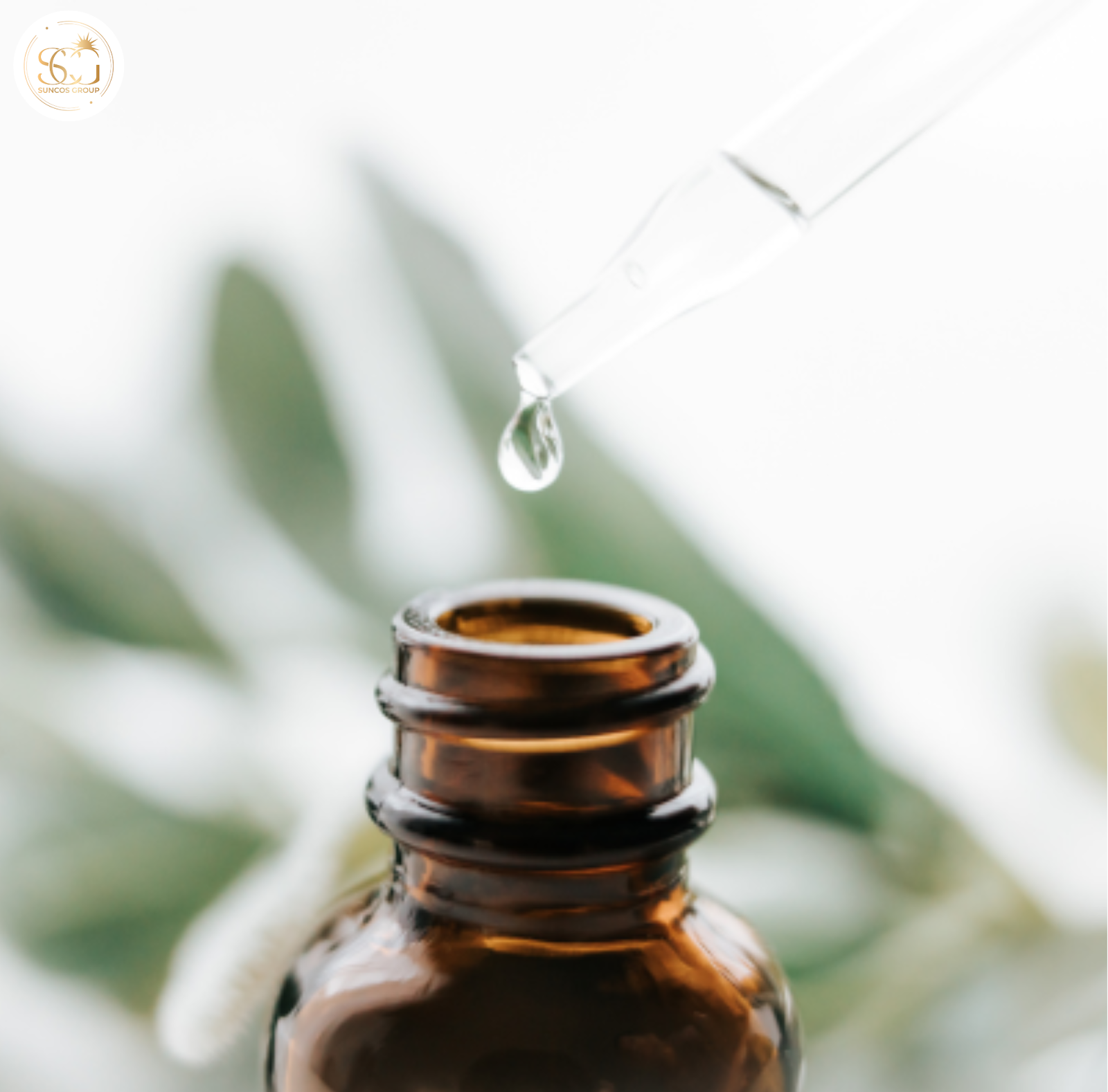 công dụng từ chiết xuất trầu không