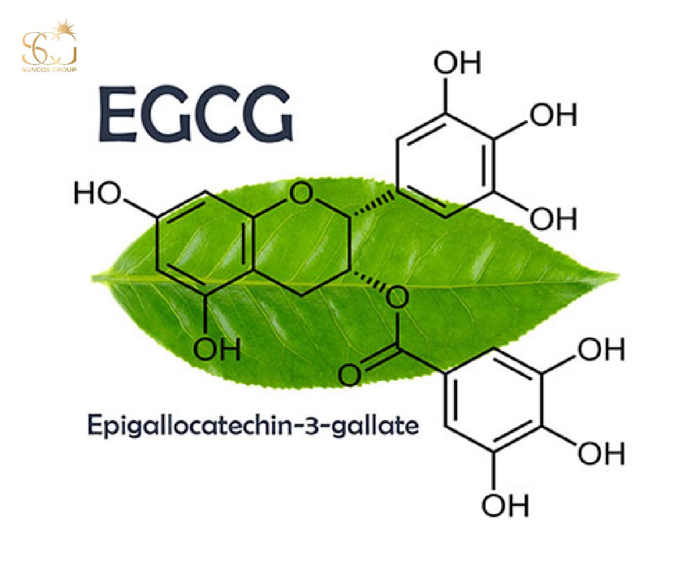 egcg là gì