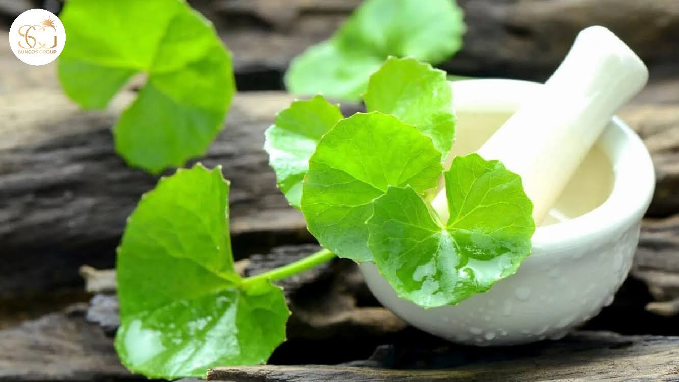 tác dụng của asiaticoside