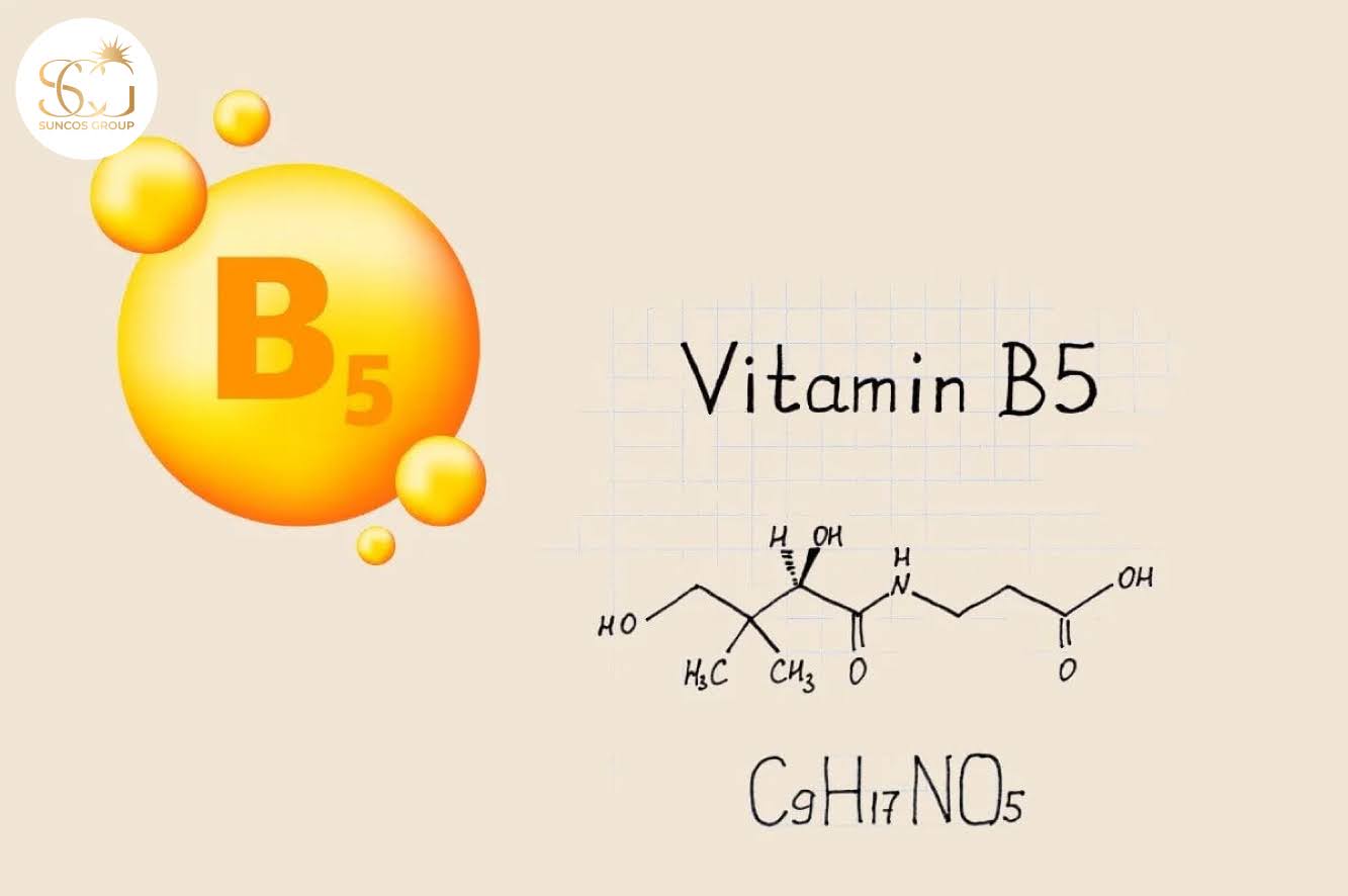 vitamin b5 là gì
